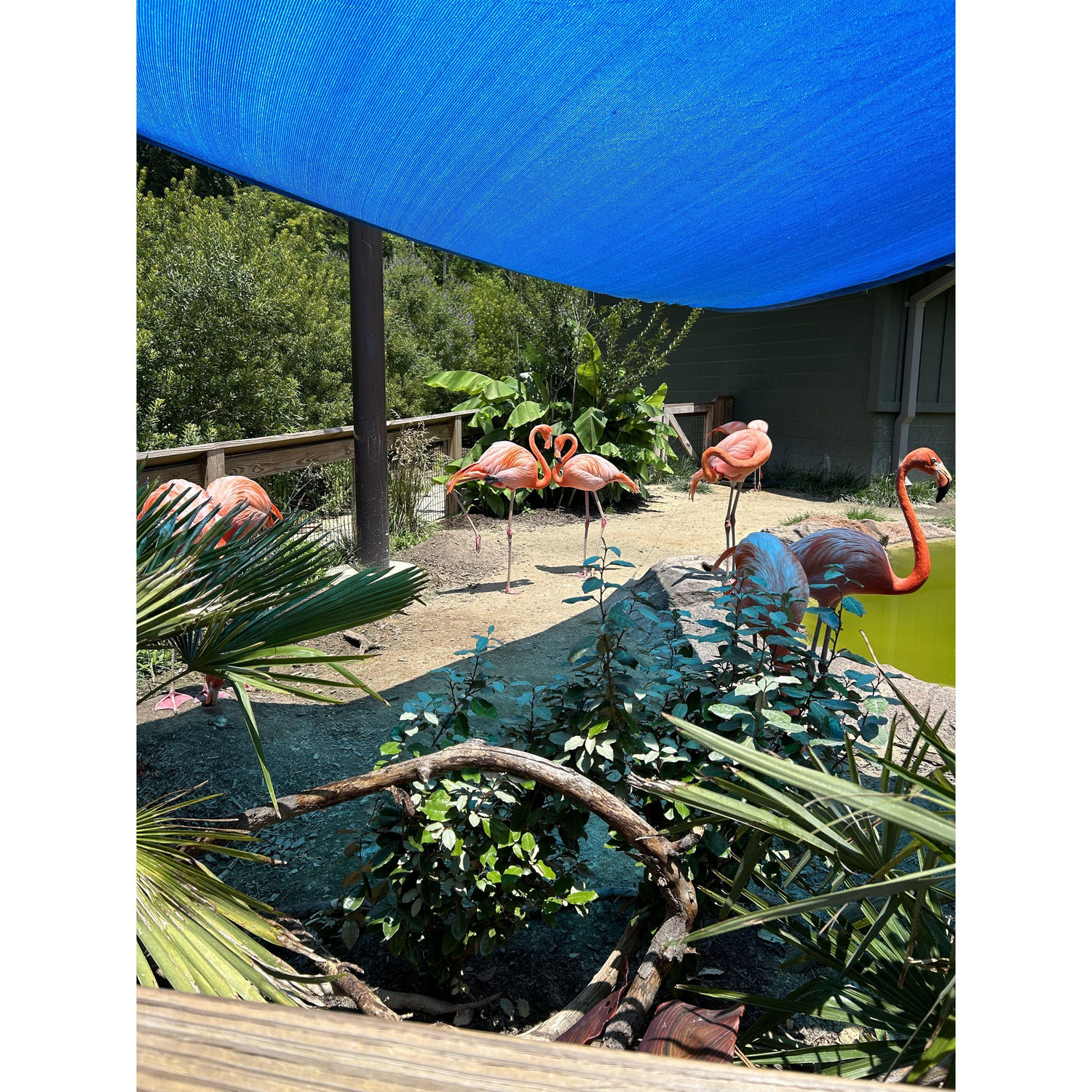 The flamingos saw us coming! <3