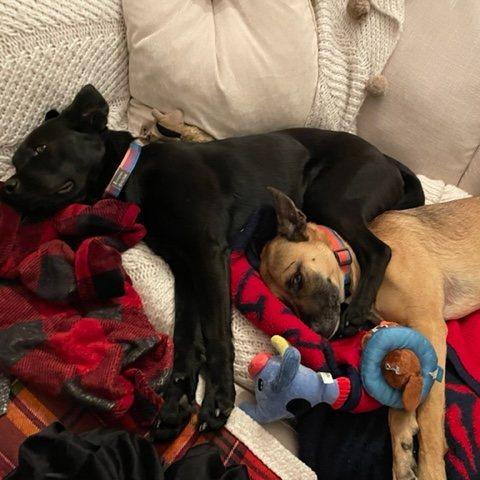 our favorite cuddle puddle.
