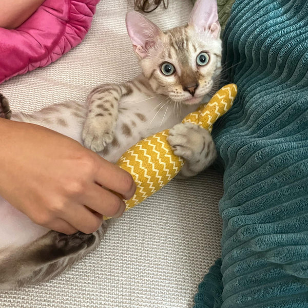 Toys & Treats for Cashew