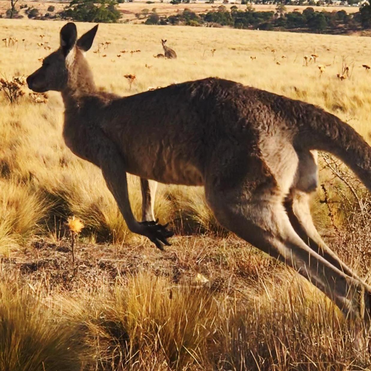 The kangaroos we encountered before the proposal.