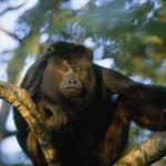 Monkey River Village