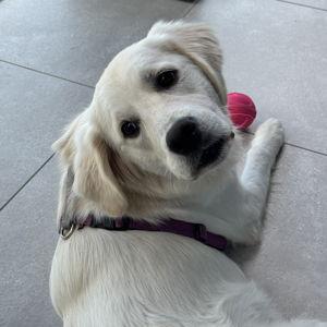 Tato's Treat Fund