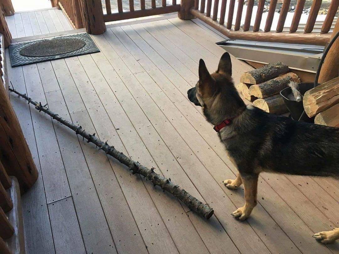 Wyatt likes to bring us gifts... it's mostly sticks, tree limbs, and tree trunks, but he is a giver.