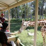 Zoologico Guadalajara