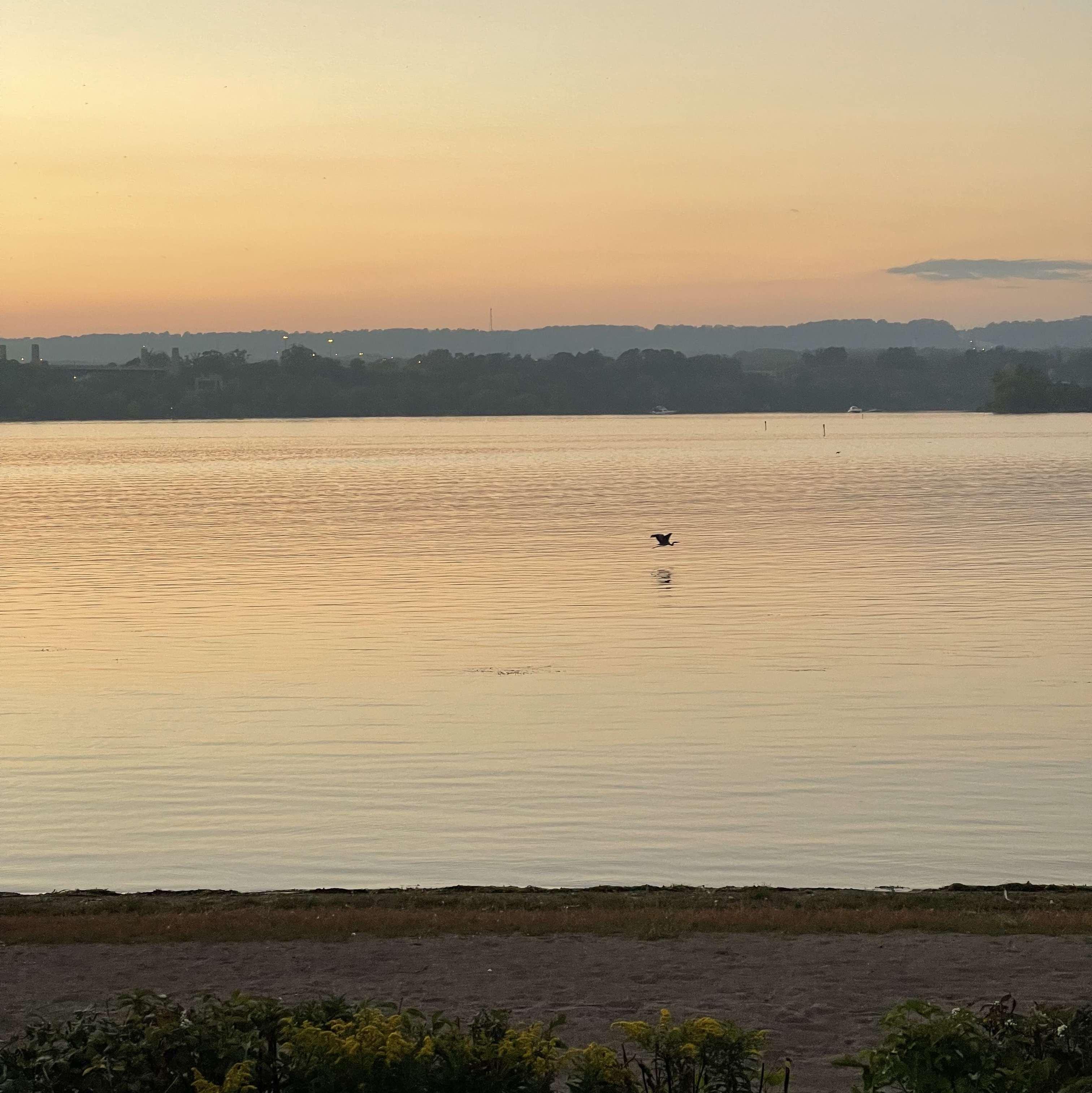 Heron flying over the water in Bayfront Park in Hamilton at sunset.