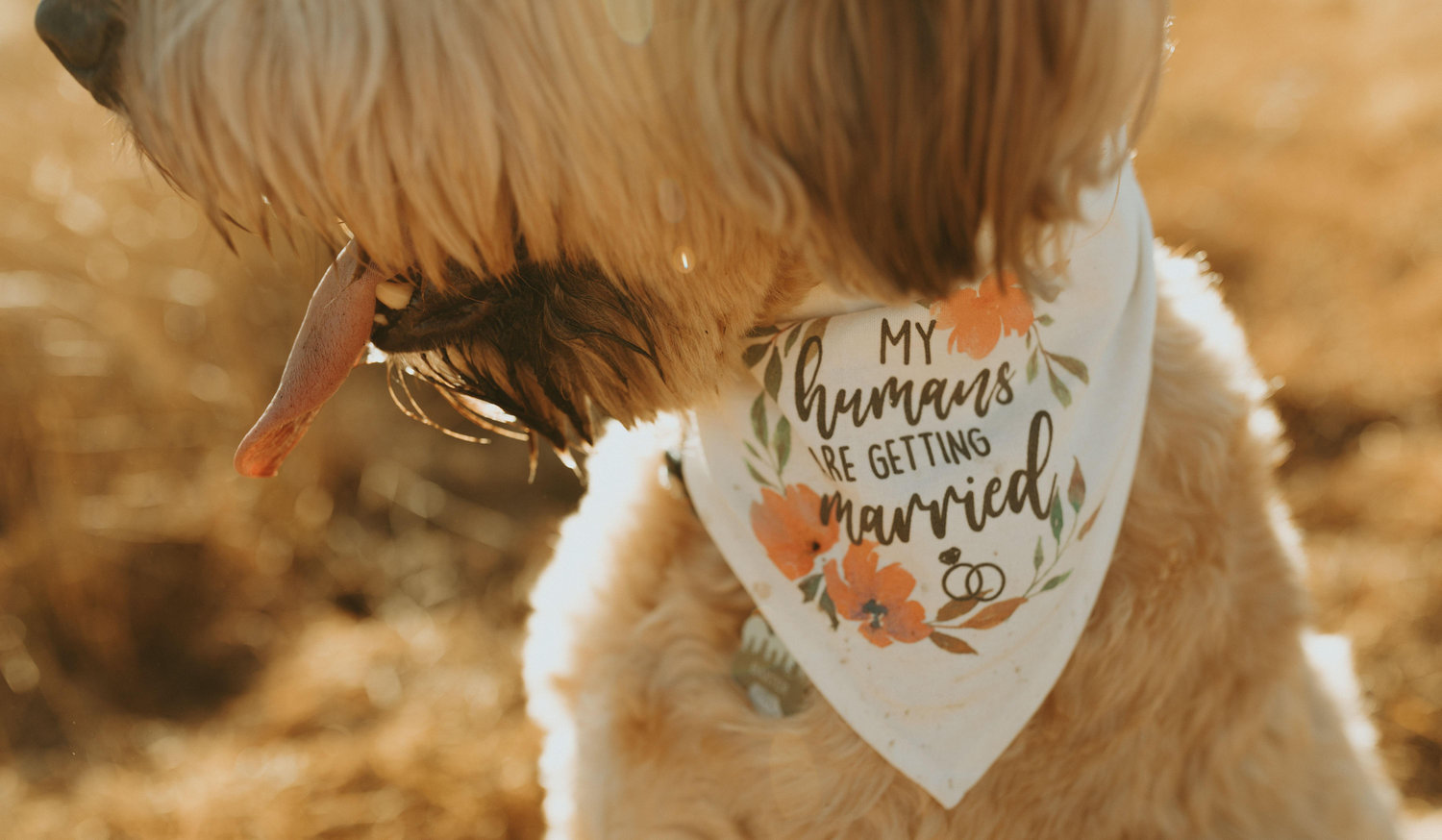 The Wedding Website of Cassin Brown and Kristen Schiemer