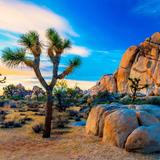 Joshua Tree National Park