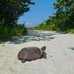 Barefoot Beach