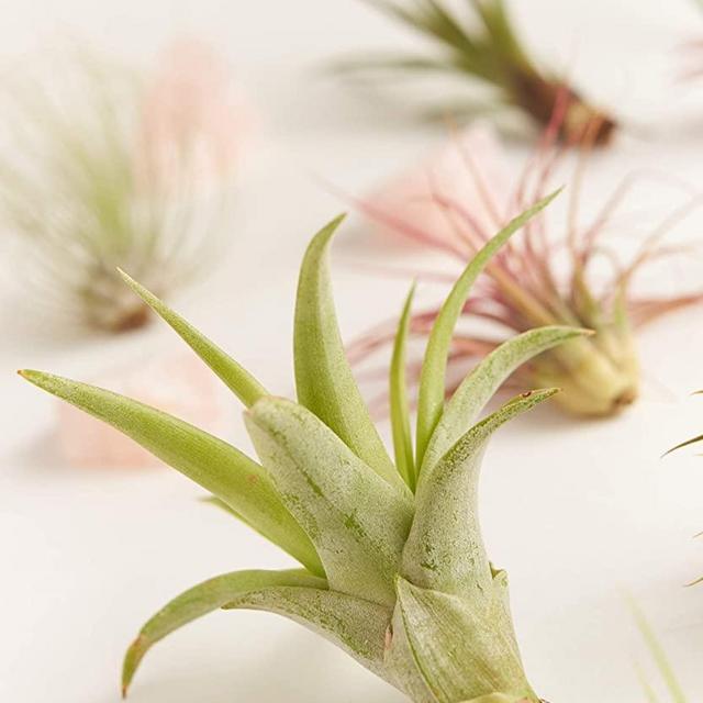 Shop Succulents | Assorted Collection | Variety of Species, Tropical House Plant for Home Décor, DIY Terrariums, 10-Pack