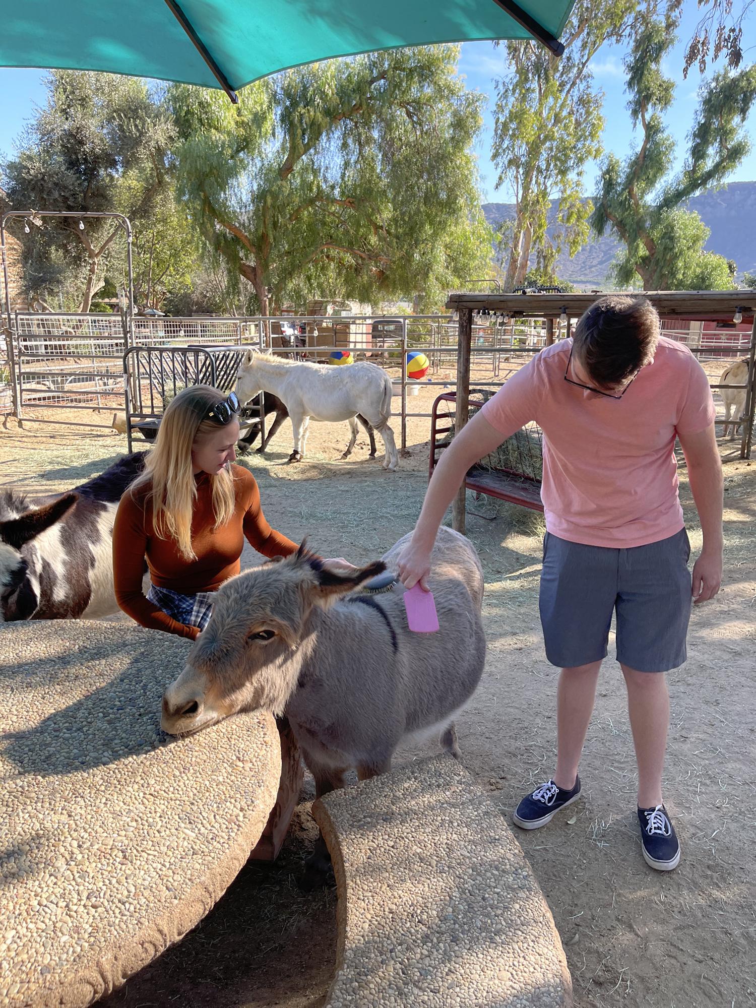 Met sweet donkeys November 2021 California