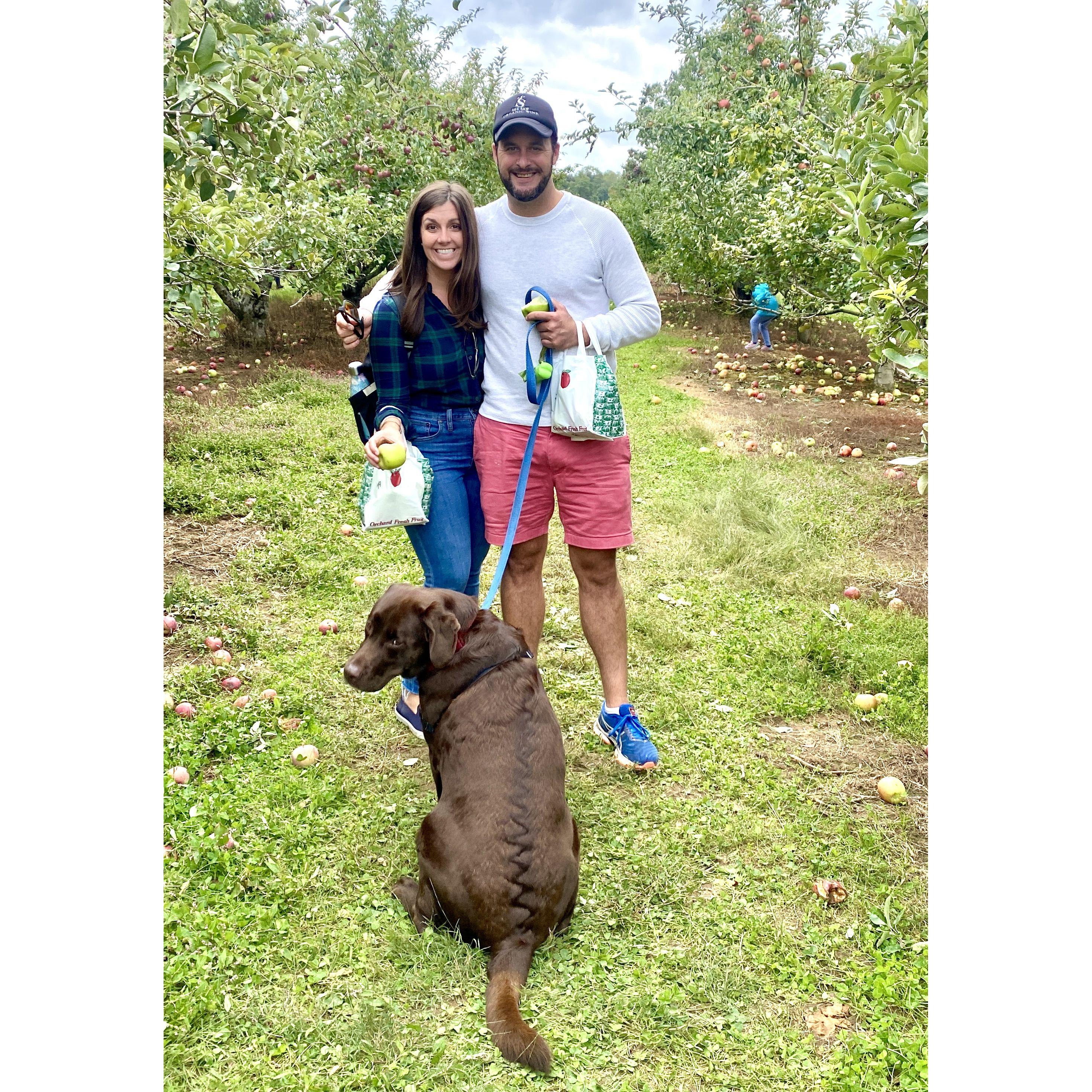 Apple Picking with the Bronxy Boy