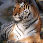 Saint Louis Zoo