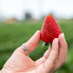 Strawberry Picking at Carlsbad Strawberry Company