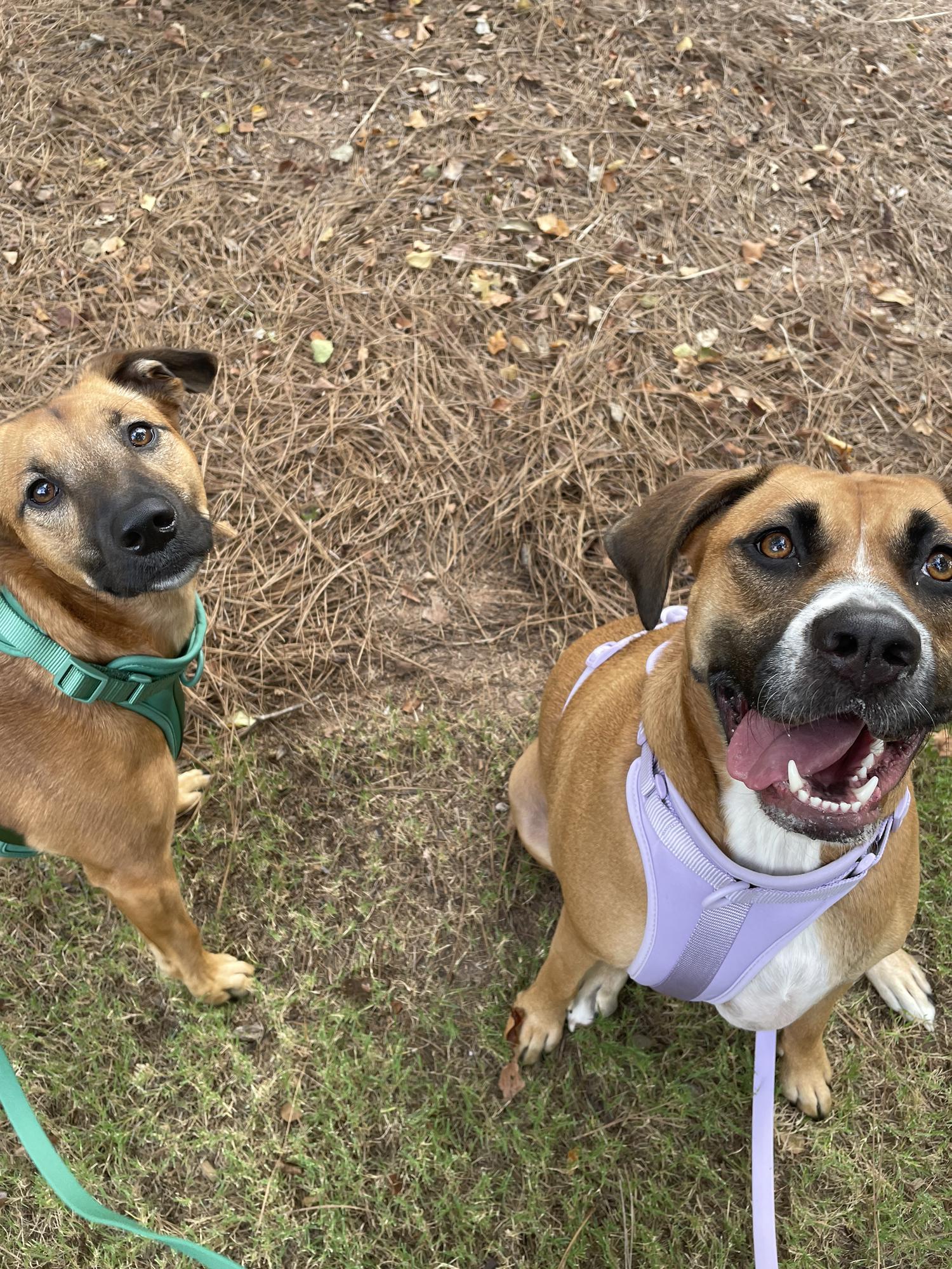 Basil (left) and Nutmeg (right)