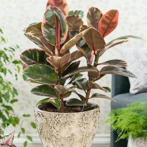 Ruby rubber plant (Ficus elastica)