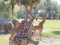 Jacksonville Zoo and Gardens
