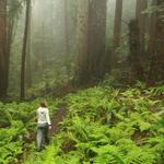 Butano State Park