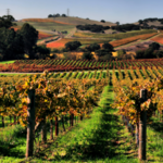 Santa Barbara Wine Country
