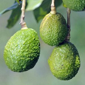 LemonCitrusTree - Hass Avocado Tree, 3 Year Old (Approx. 2.5 Ft), Potted, 3 Year Warranty