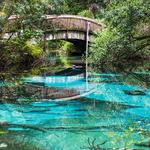 Ocala National Forest