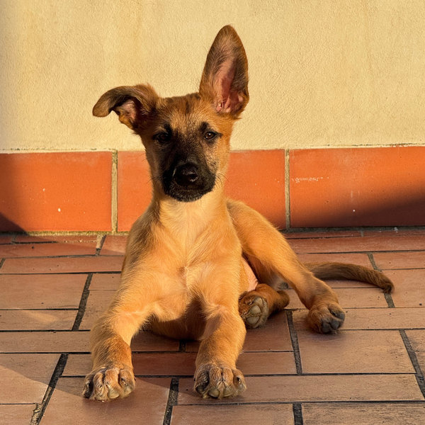 For our new family member, Rex!