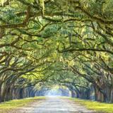 Wormsloe State Historic Site