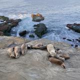 La Jolla Cove
