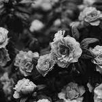 Duluth Rose Garden
