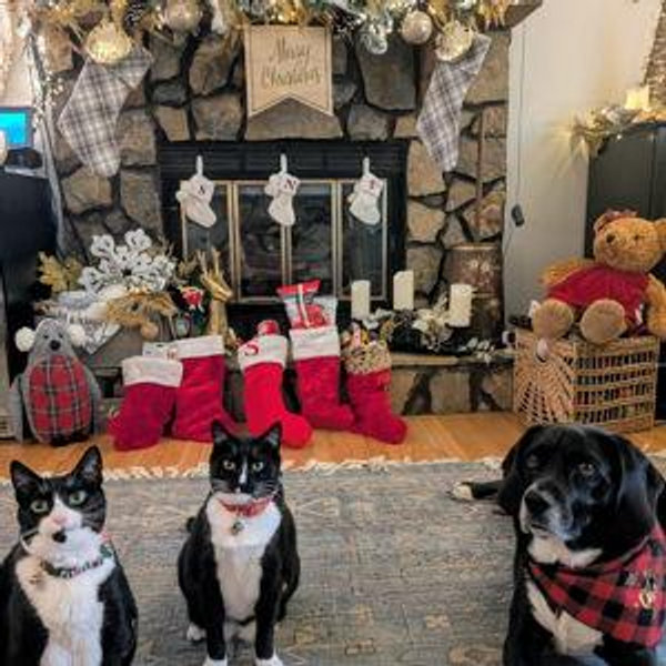 Treats for the Tuxedo Gang