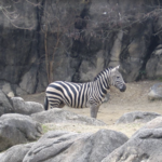 Maryland Zoo in Druid Hill Park