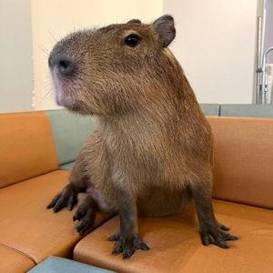 Snacks with capybaras at Capybara Cafe