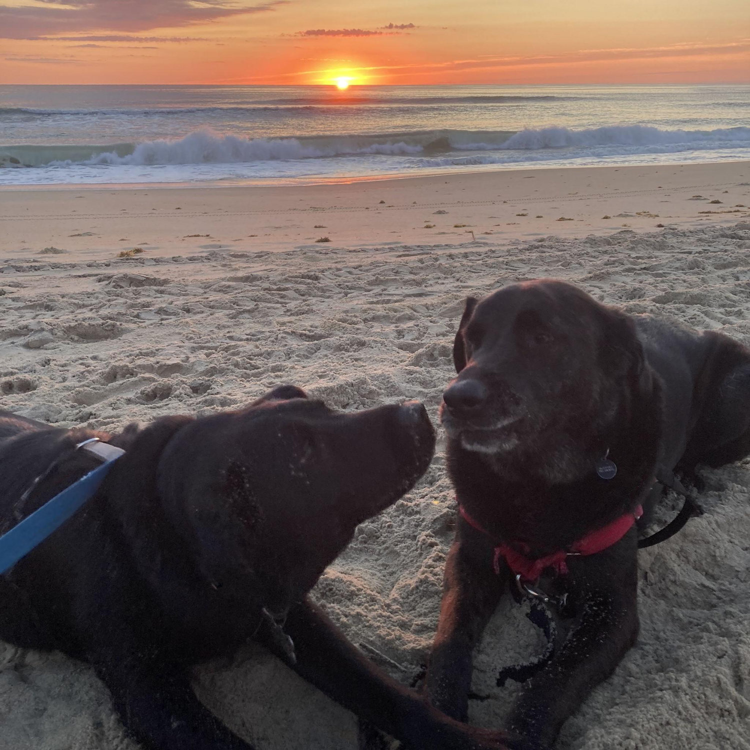 August 2025 - Rachel and Zack go to the Outer Banks with Zack's family and the dogs play nonstop