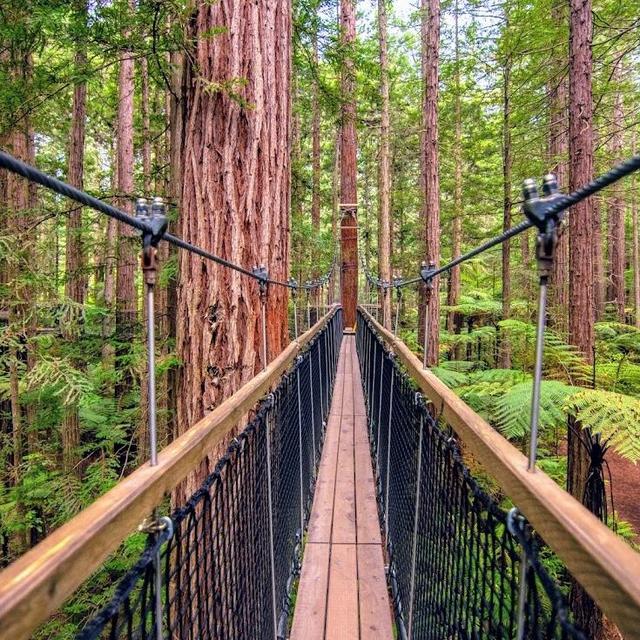 Redwoods tree walk