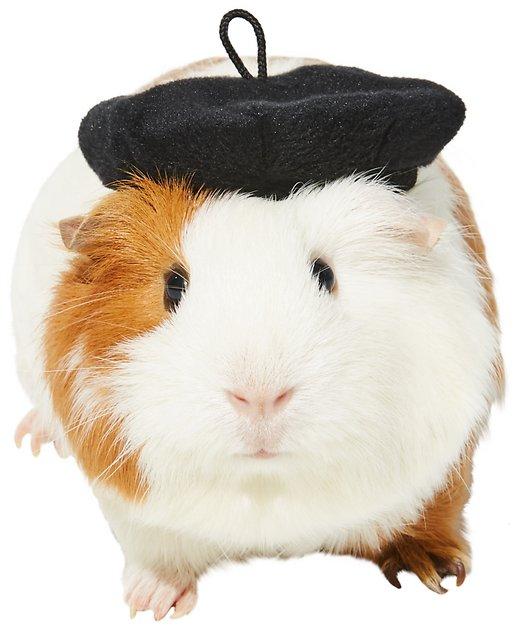FRISCO French Beret Pet Costume Hat, One Size - Chewy.com