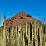 Desert Botanical Garden