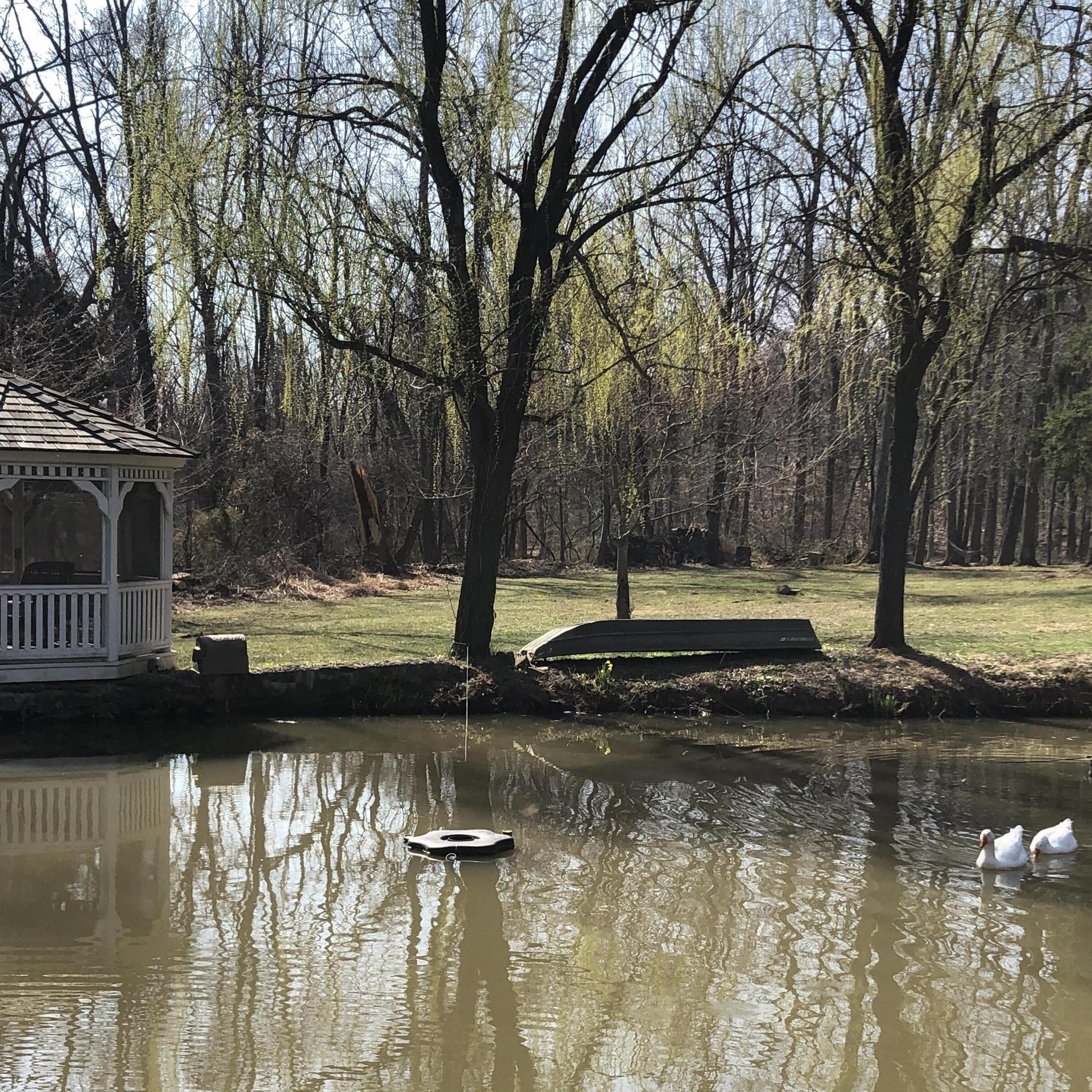 The proposal gazebo and geese