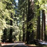 Muir Woods National Monument