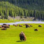 Yellowstone National Park