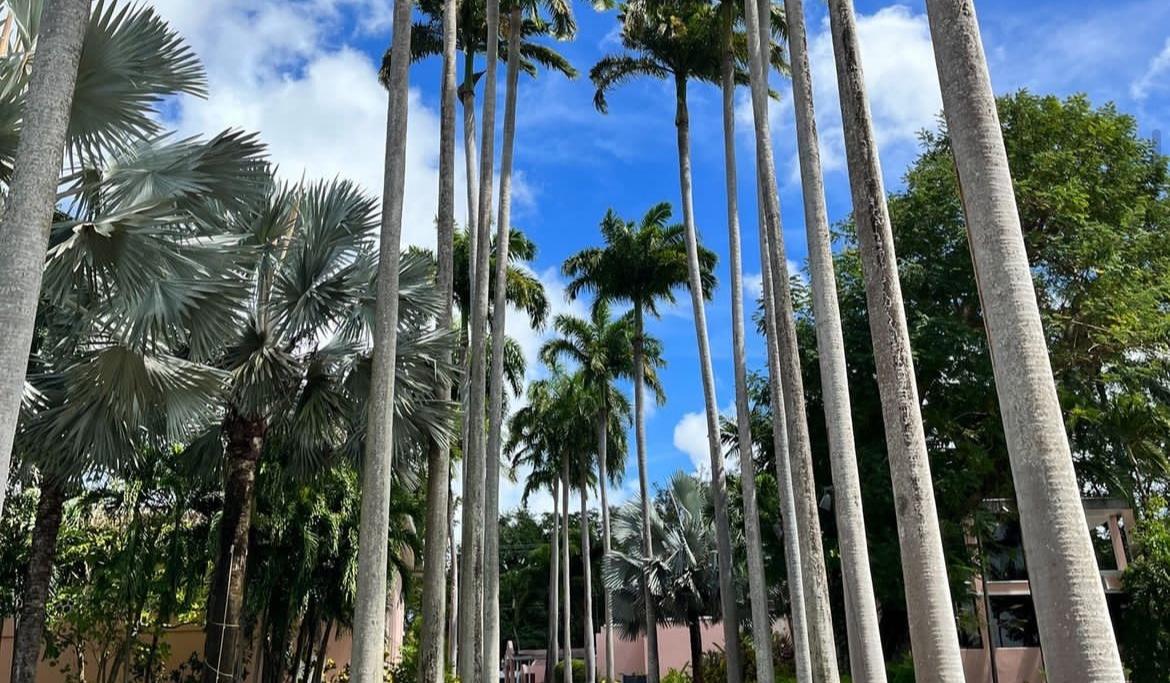 The Wedding Website of Sherry Singh and Rickey Jordan