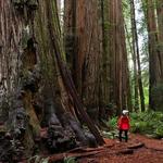 Redwood National and State Parks from Venue
