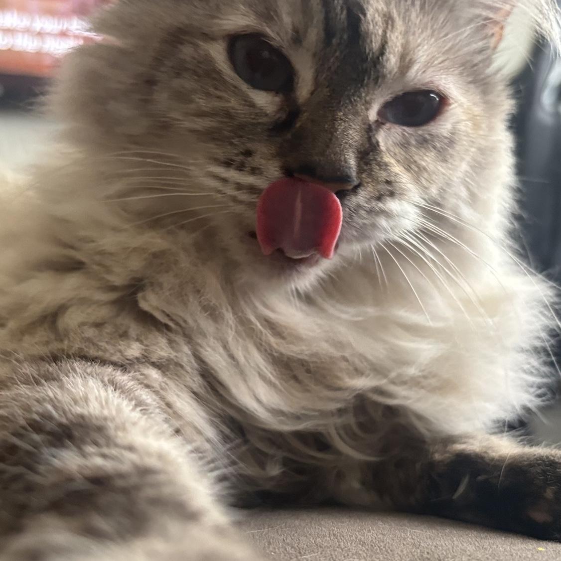 Meet Melon: This is our first pet together. She’s a 5 year old who we rescued and is the queen of our home.