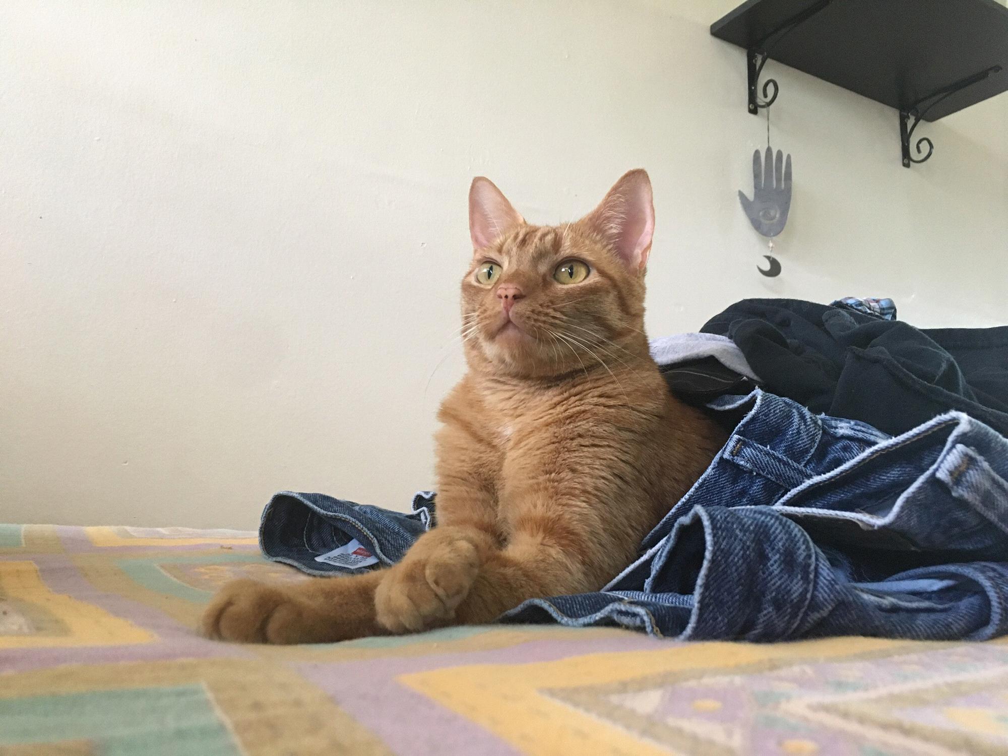 Scooter pants
