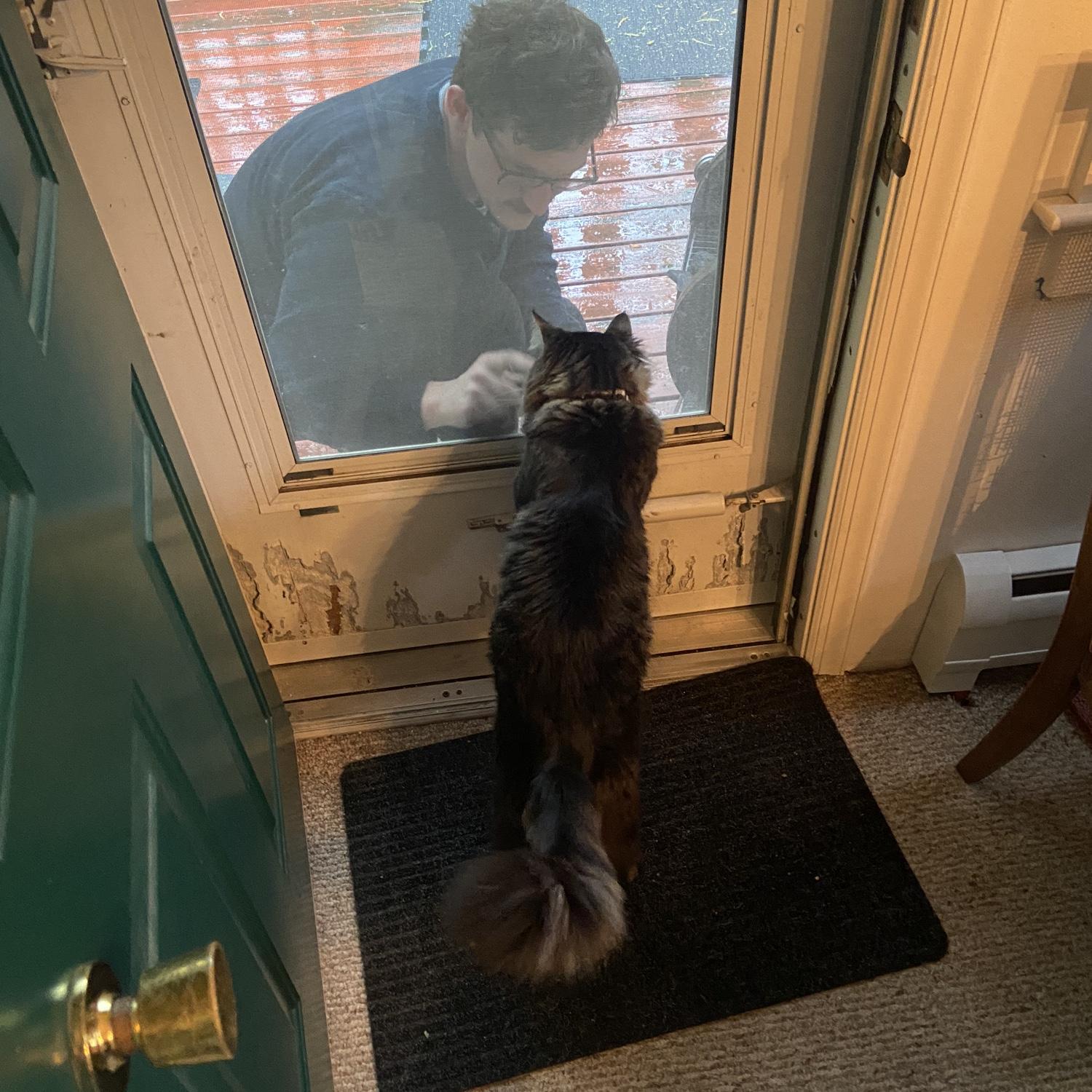 A curious kitty longing to be with his best friend ❤️