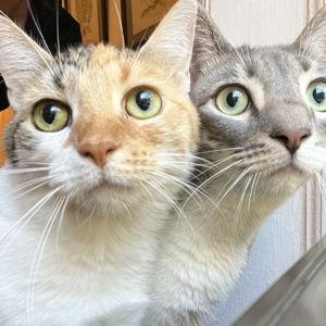 Cat Fund