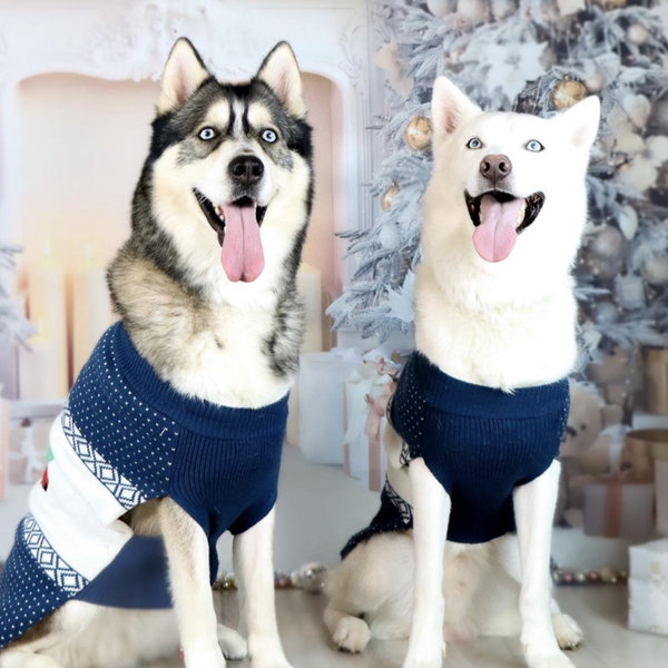 Pet Hotel For Our Honeymoon