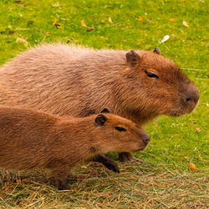 Capybara Encounter