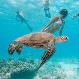Turtle Canyon Snorkel Adventure in Waikiki, Oahu