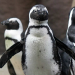 Minnesota Zoo