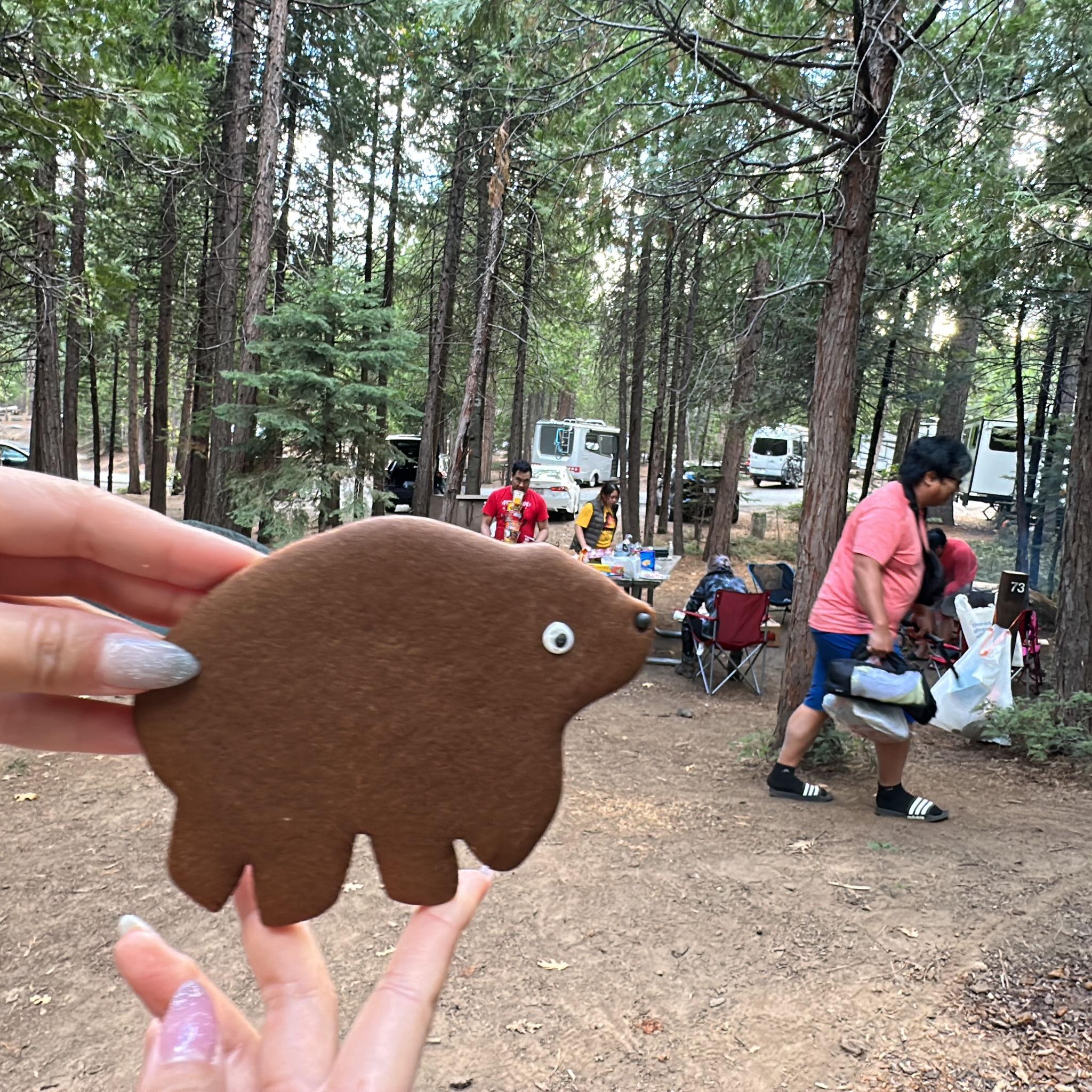 brown bear adventures during camping