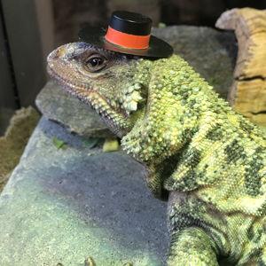 Lizard Fund